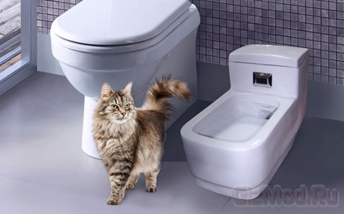 Продвинутый кошачий туалет