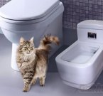 Продвинутый кошачий туалет