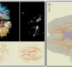 Навигационная карта мозга