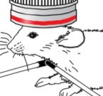 Ученые побывали в голове мыши
