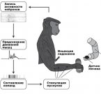 Электро-интерфейс взаимодействия мозга и мышц