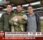 Китайцы клонировали правильную овцу