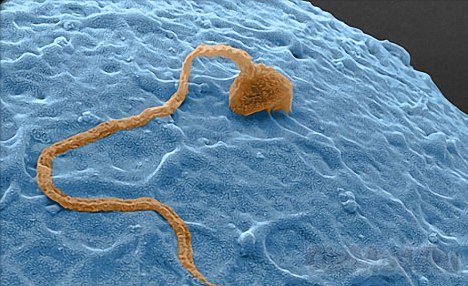За сперму отвечает всего один ген