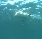 Робот-рыба Mola на солнечных батареях