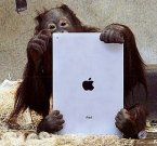 Американские орангутанги обучаются на iPad