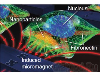 Наномагниты помогут в изучении клеток