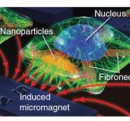 Наномагниты помогут в изучении клеток