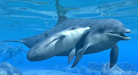Дельфины зовут друг друга по имени