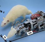 Ученые  создали робо-крысу для запугивания настоящих
