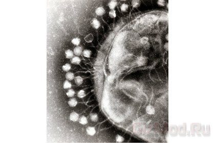 Обнаружены первые «полезные» вирусы