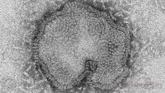 Ученые создадут мутации "птичьего гриппа"
