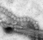 Ученые создадут мутации "птичьего гриппа"