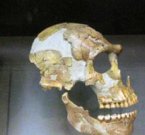 Неандертальский человек, факты и вымысел