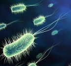 Ученые "натравили" бактерии на уничтожение патогенов