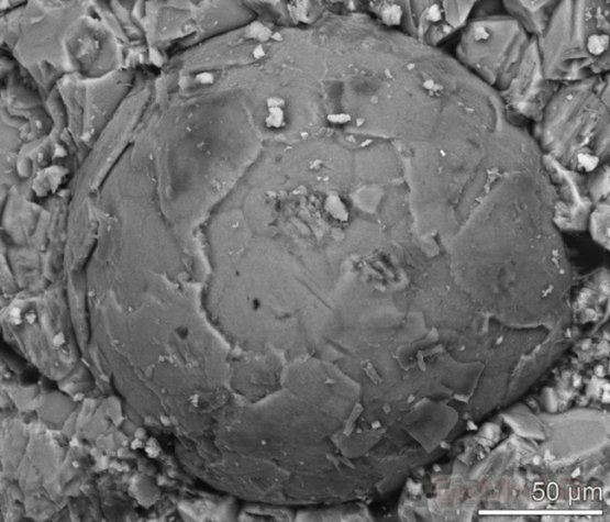 Неизвестные эмбрионы возрастом 500 млн. лет