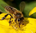 Робо-пчелы RoboBee подменят настоящих