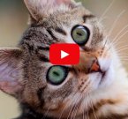 Мурлыканье кота нарушает авторские права