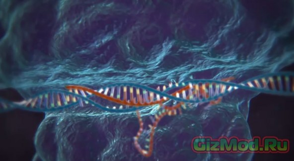 Человеческий эмбрион в роли ГМО