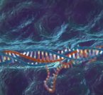 Человеческий эмбрион в роли ГМО