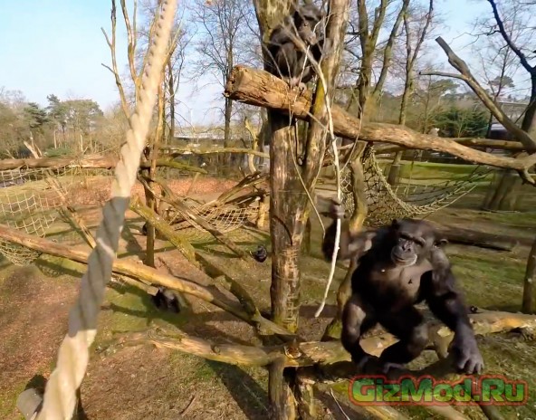 Шимпанзе против дрона