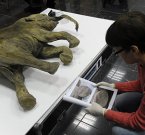 Российские ученые смогут клонировать доисторические виды